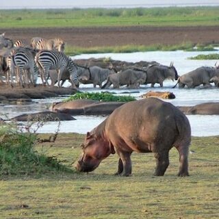 Lake Manyara National Park
