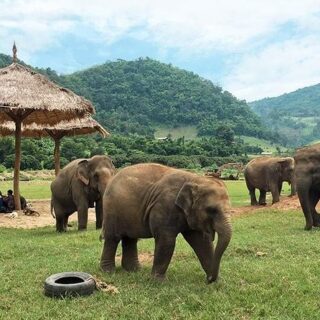Elephant Sanctuaries