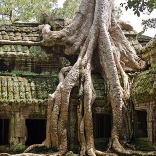 Ta Prohm Temple